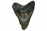 Fossil Megalodon Tooth - North Carolina #358912-1